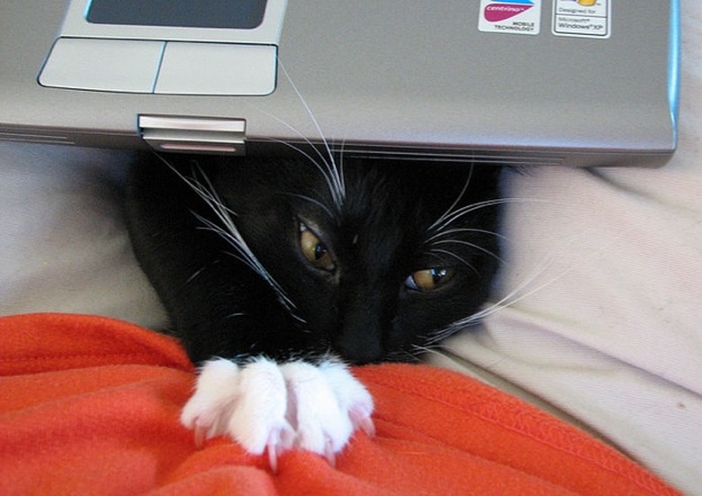 Cat with laptop