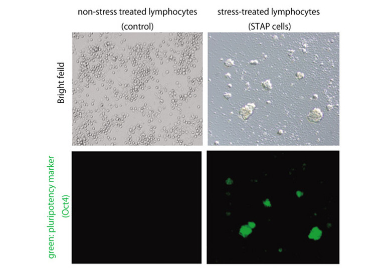 Stem cells created from stressed adult cells