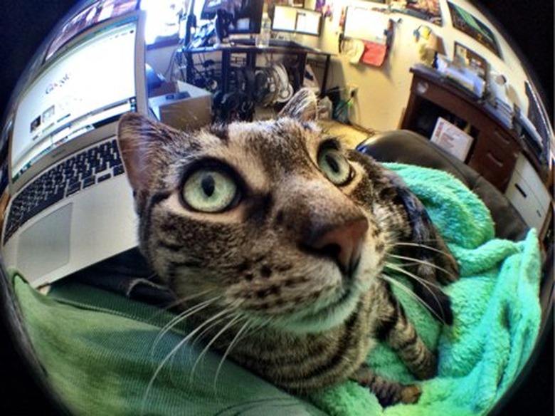 Olloclip macro, fisheye, product images