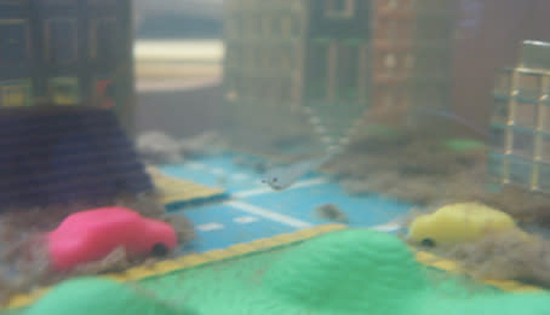 a sea monkey