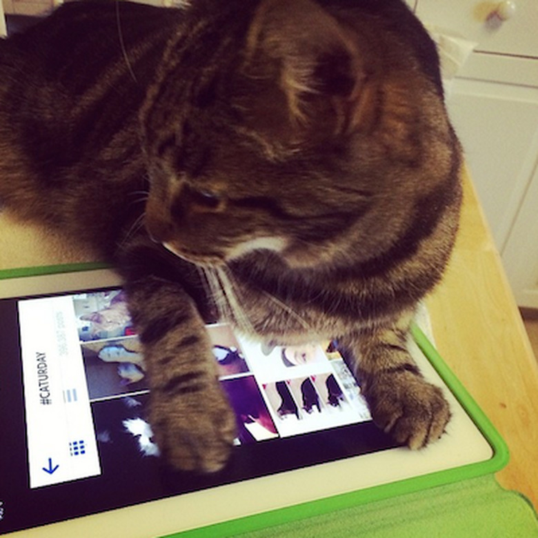 Cat on an iPad, looking at pictures of cats