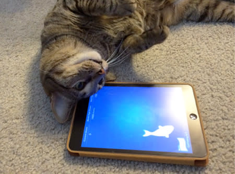 cat and ipad