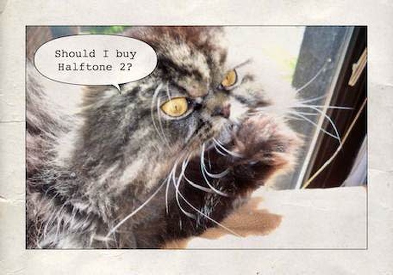 funny cats