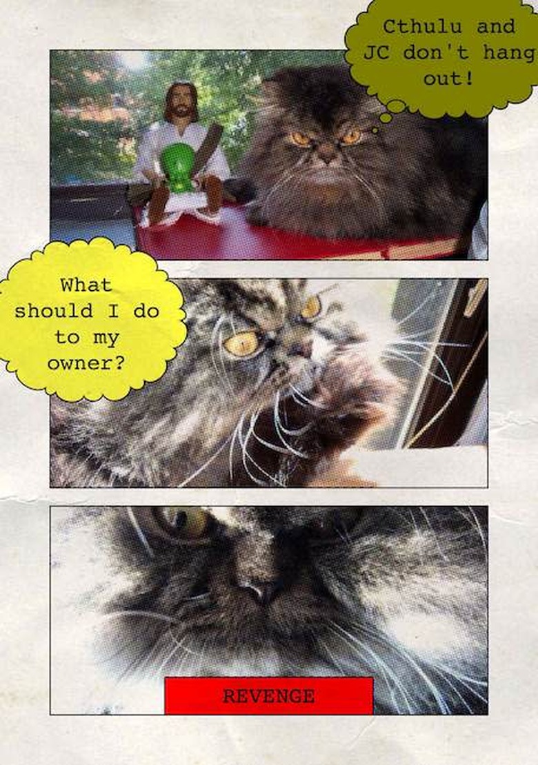 cat meme