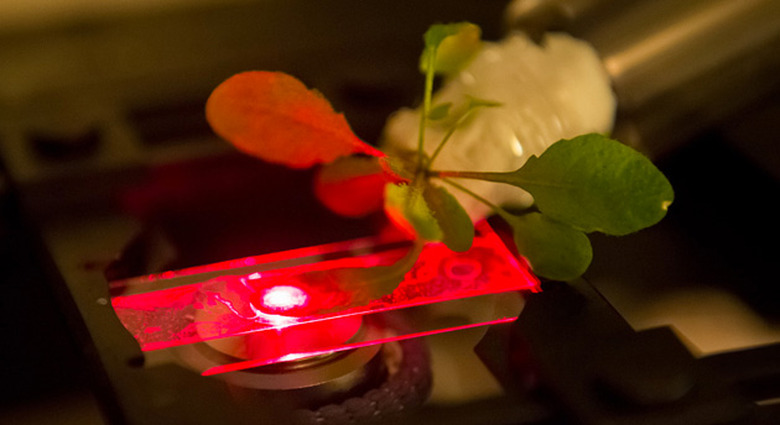 MIT's nanotube-infused plants