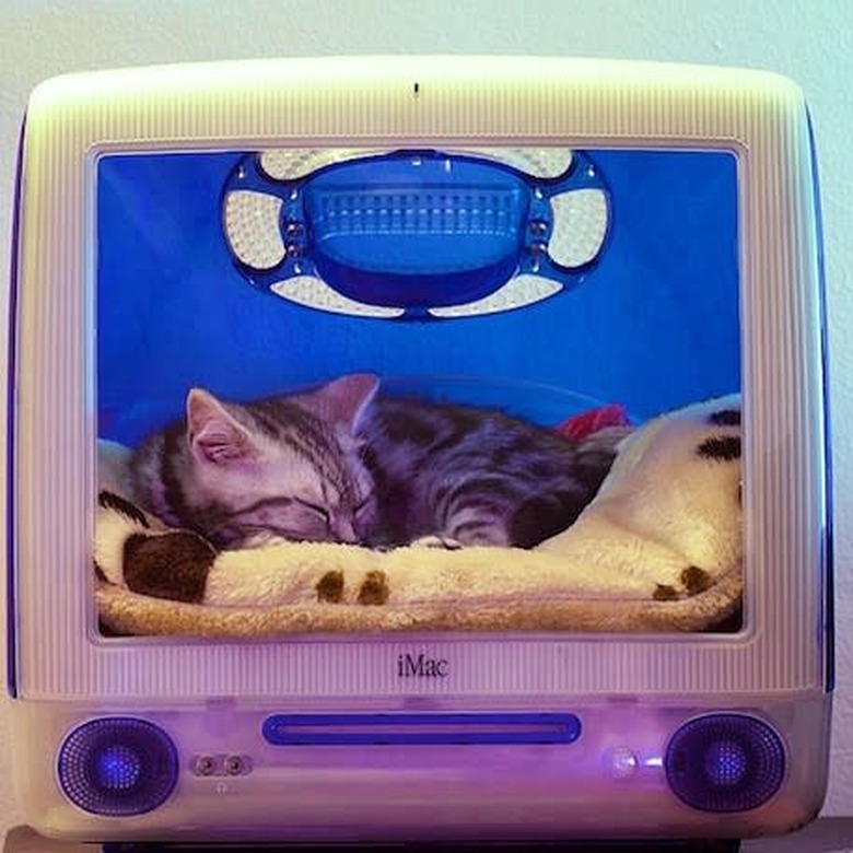 Cat sleeping in an iMac G3 converted to a cat bed