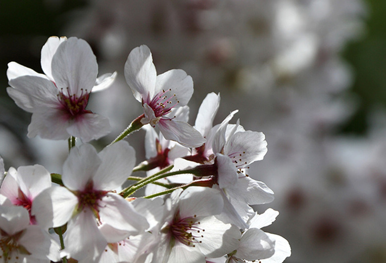 General Imagery Of Cherry Blossom In Bloom