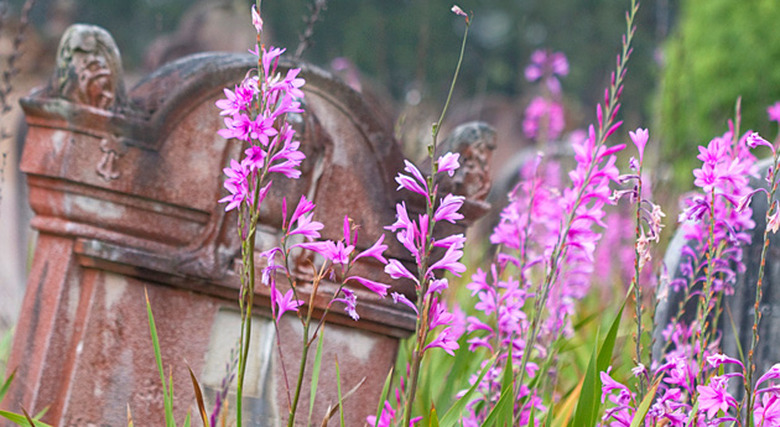 Gravestone overrun by flowers