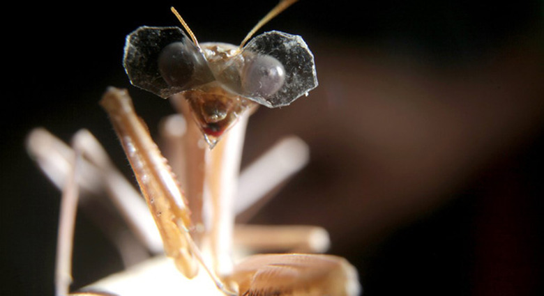 3D glasses on a praying mantis