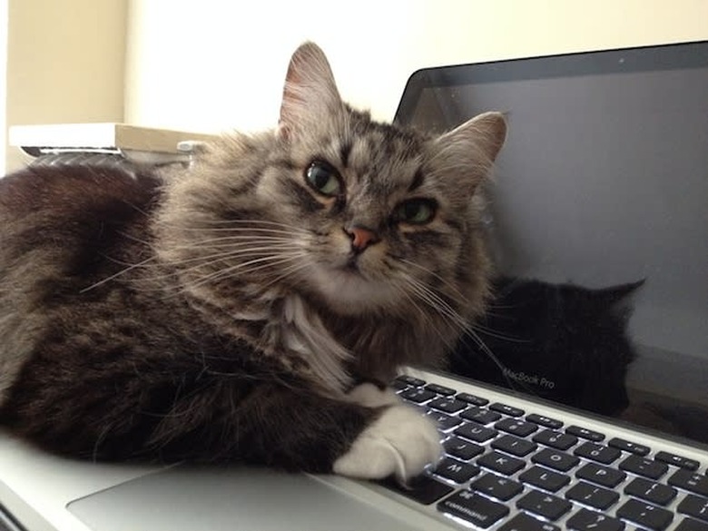 Petunia: Photograph provided by owner Diane Schirf