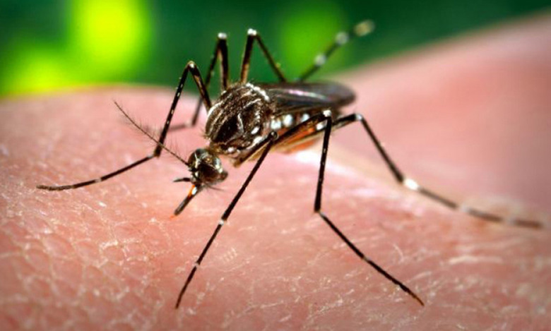 Aedes aegypti mosquito