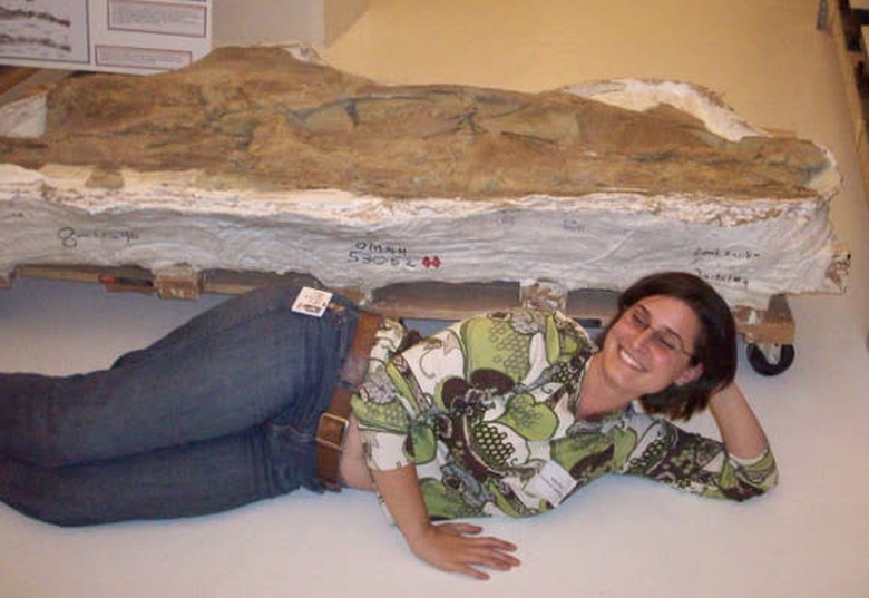 Sauroposeidon vertebra for scale