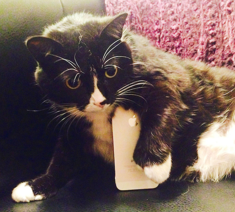 Jezebel (cat) and iPhone. Via Flicker (https://www.flickr.com/photos/circlesixdesign/)