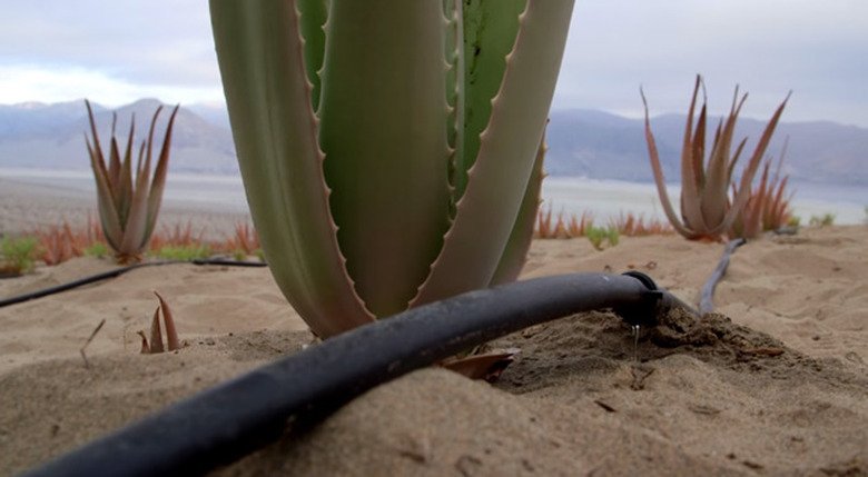 Water harvested from fog feeds plants in the Atacama desert