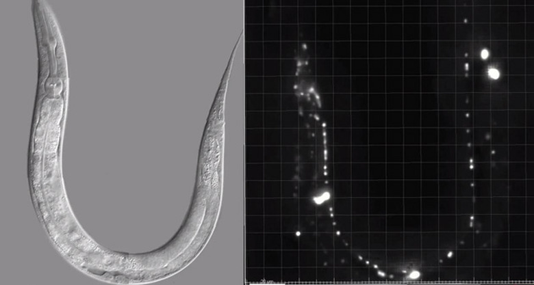 MIT's neural activity map for a c. elegans worm