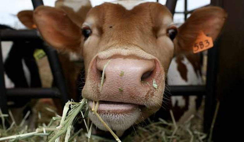 Plummeting Price Of Milk Leaves Dairy Farms Struggling For Profit
