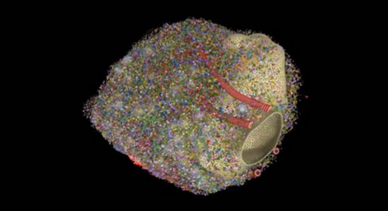 3D model of a rat brain's synapse