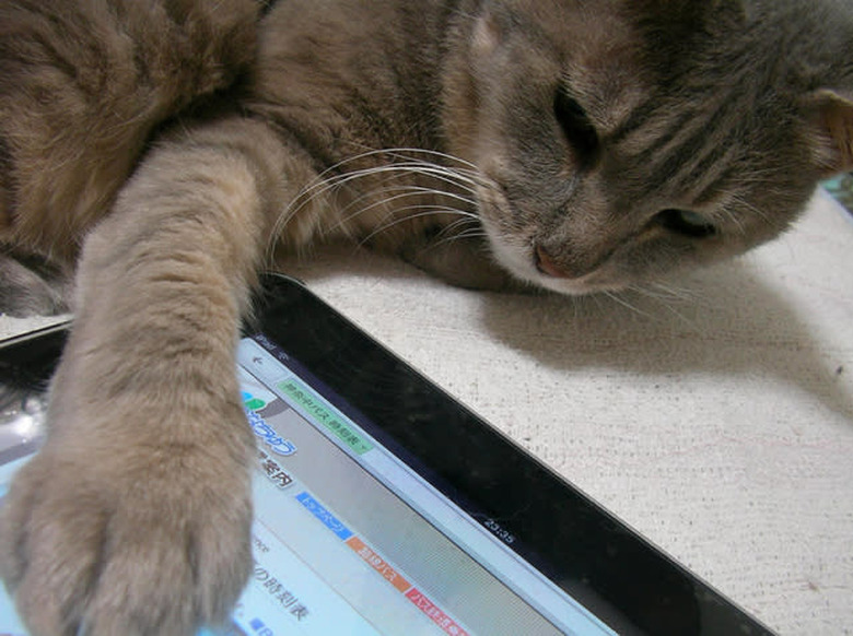 ipad cat