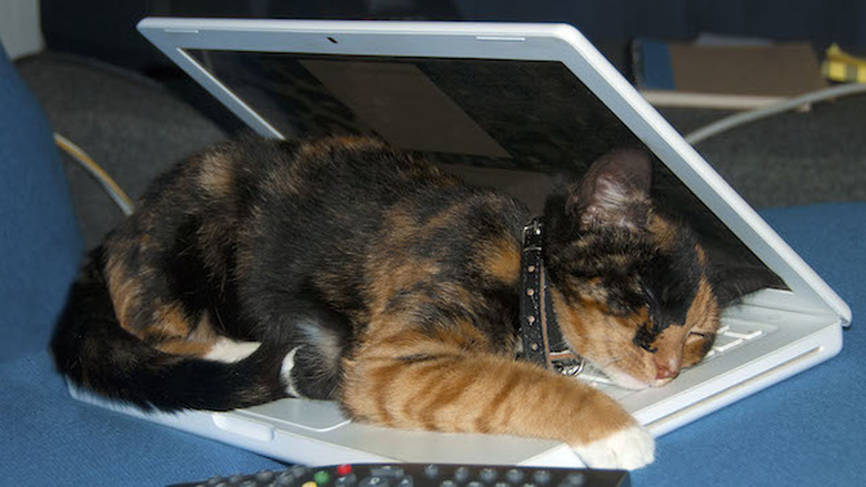 Pink the cat, sleeping under the cover of a white macbook