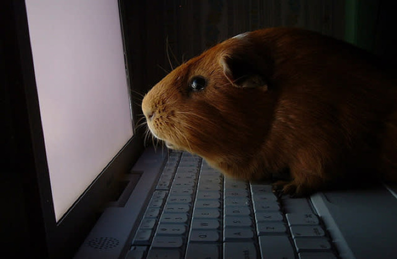 guinea pig ibook