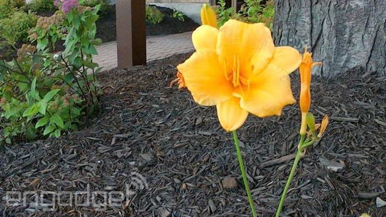 ASUS Transformer Pad TF103C camera sample
