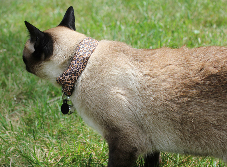Gene Bransfield's Warkitteh on his cat Coco