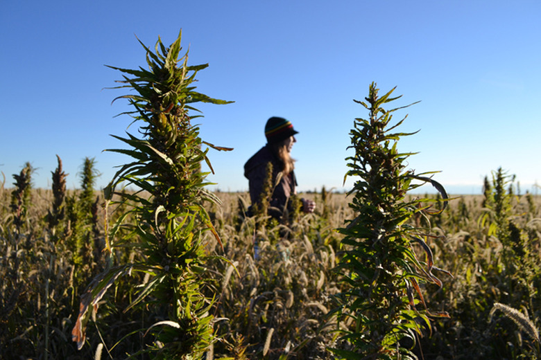 Hemp farming in the US