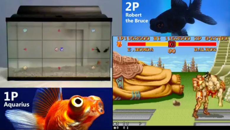 Fish Play Street Fighter