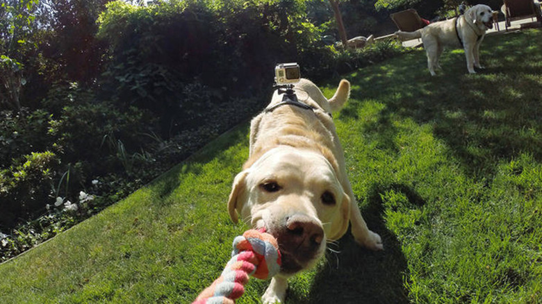 GoPro's Fetch dog mount in actoin