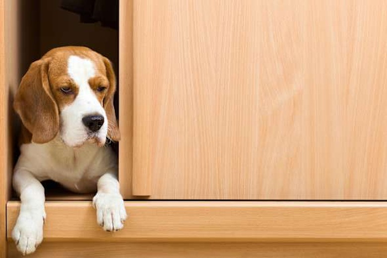 the missing dog has climbed in...