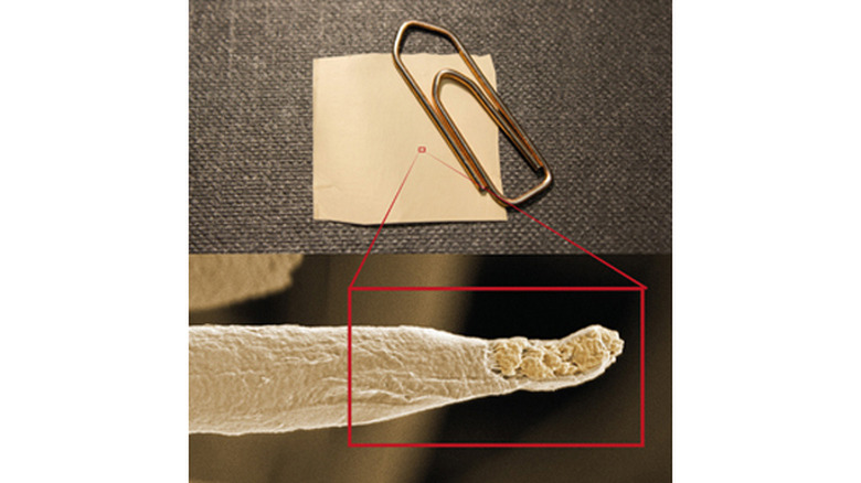 KTH's algae-based antibacterial thread