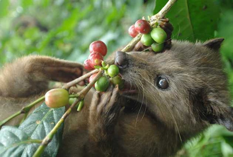 A wild civet eats ripe Arabika coffee fr