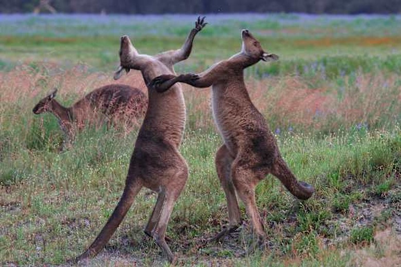 Western grey kangaroo