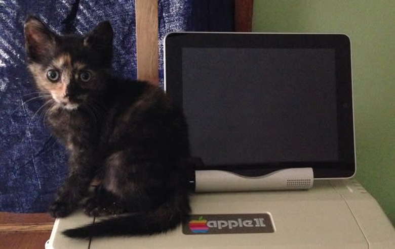 Caturday