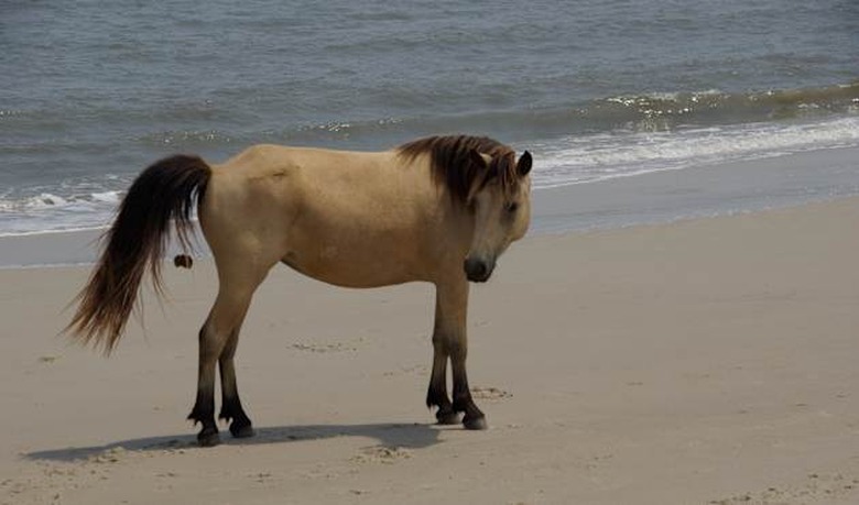 Pooping Pony on Assateague Nat. Park Island...