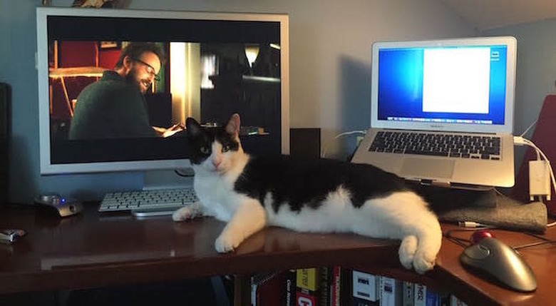 David Stewart's cat Bud relaxing in front of Apple Gear