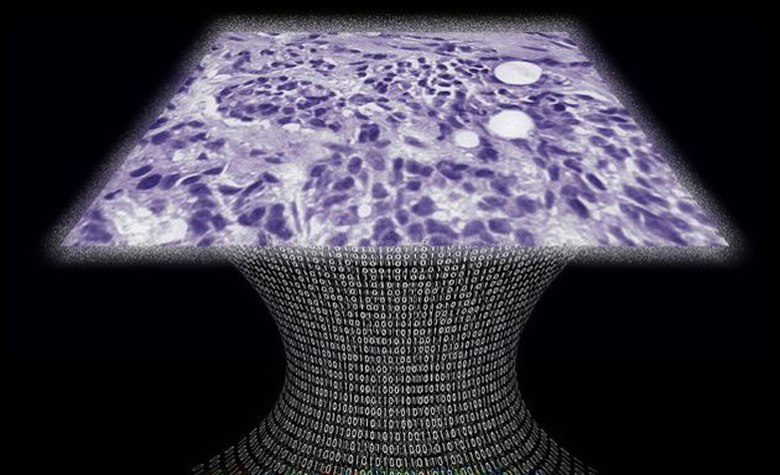 A sample from UCLA's lens-free digital microscope