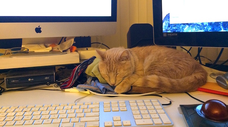 Oliver the cat snoozing on screen cleaning cloths