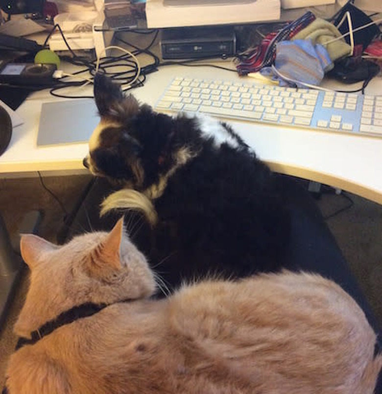 Peace on Earth, good will towards cats and dogs