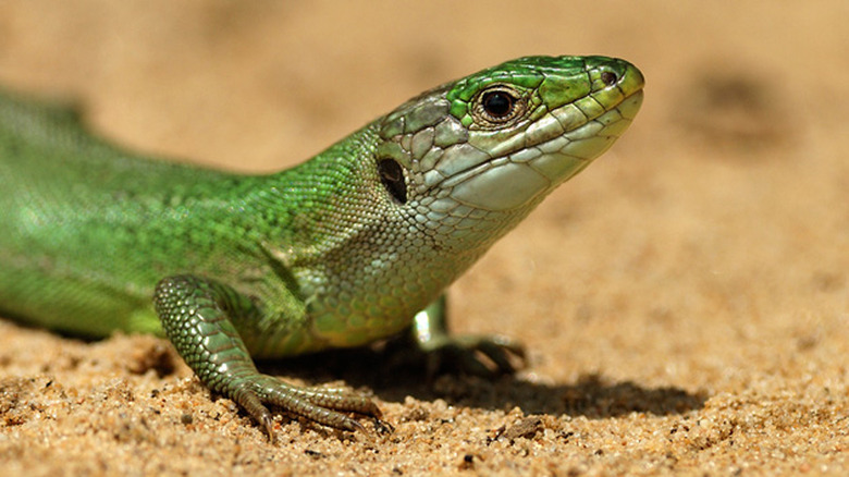 Western green lizard