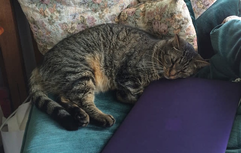 Leo uses the MacBook Pro as a pillow while napping