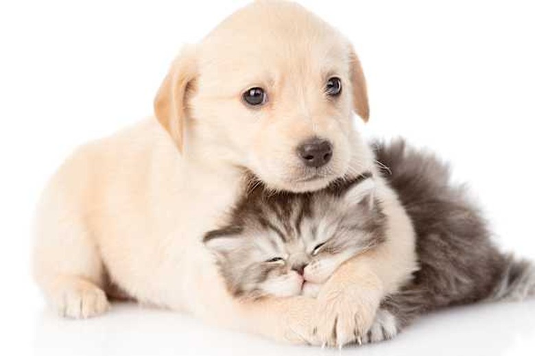 golden retriever puppy dog...