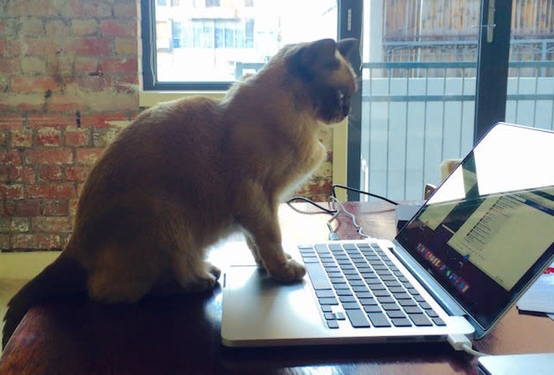 Brown Cat working away on her MacBook Pro