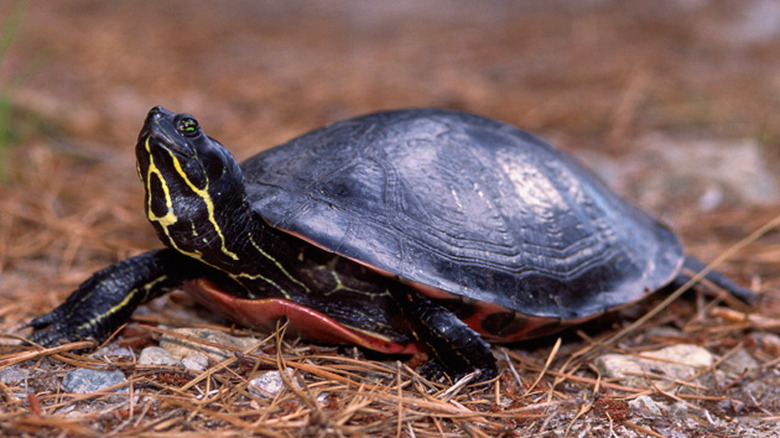 Plymouth red-belly turtles are a lot like American internt providers