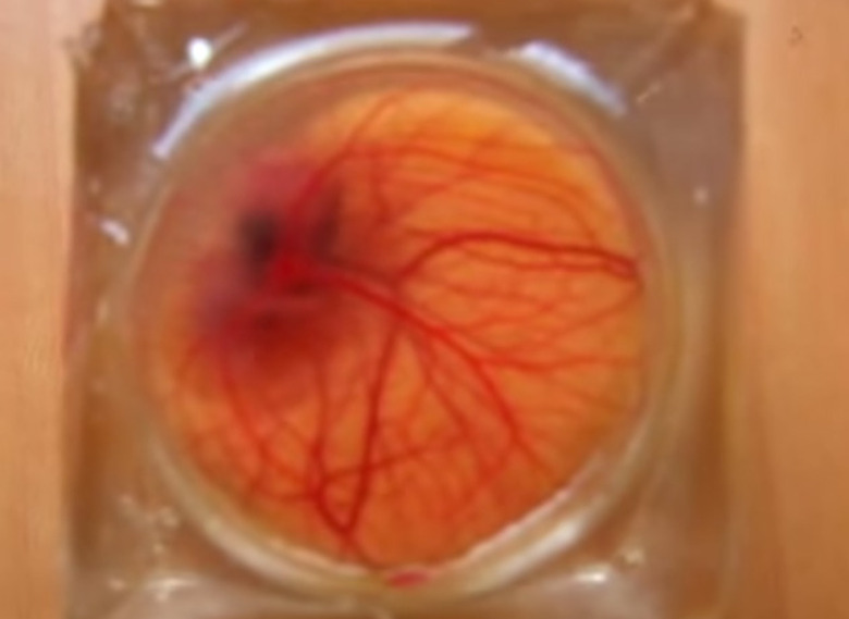 A transparent egg