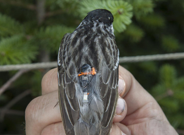 A Blackpoll Warbler with a geolocator