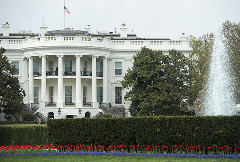 Tulips on the White House lawn
