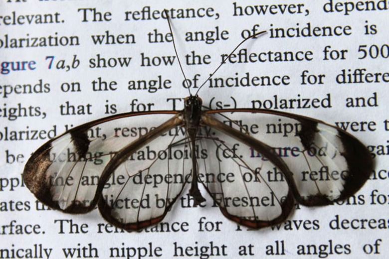 A glasswing butterfly