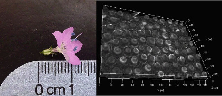 Flower cells in 3D