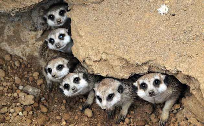 Meerkat together.